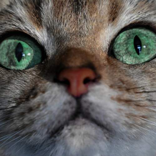 Photo #10730734