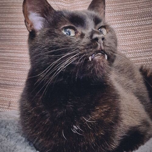 Photo #10730809