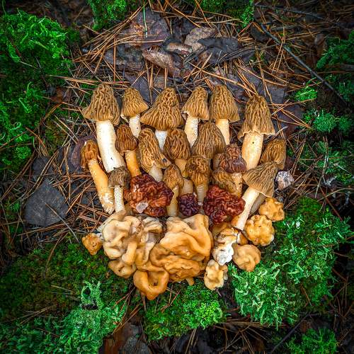 Photo #10731197