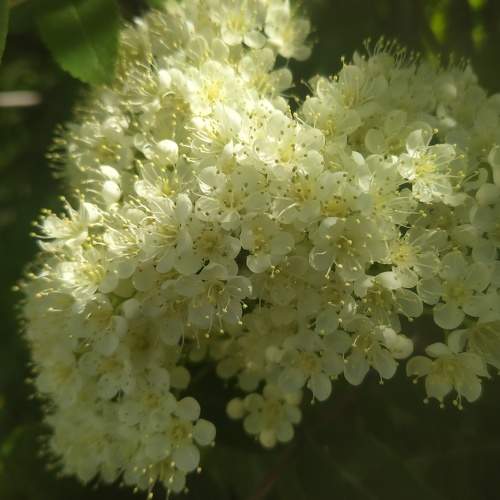 Photo #10732147