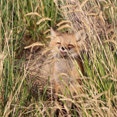 Photo #10732320