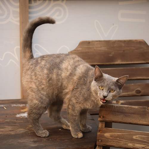 Photo #10733433
