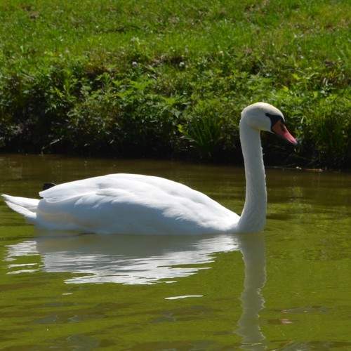 Photo #10733517
