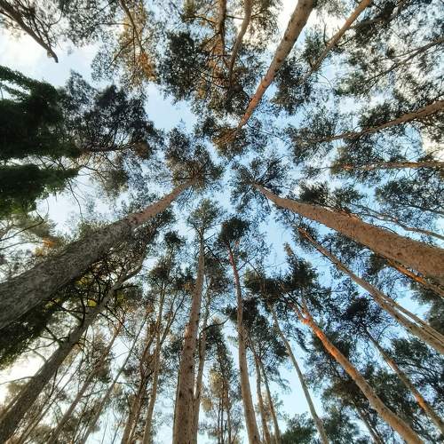 Photo #10733587