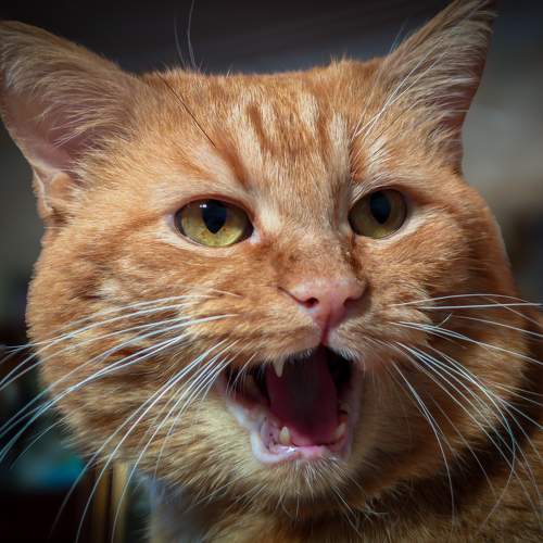 Photo #10733762