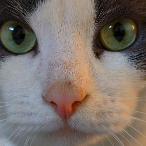 Photo #10733764