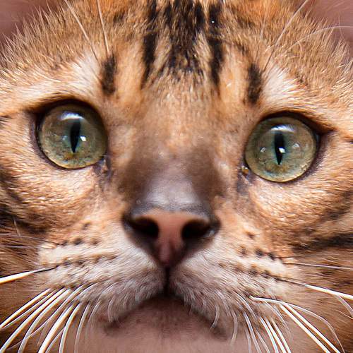 Photo #10733796