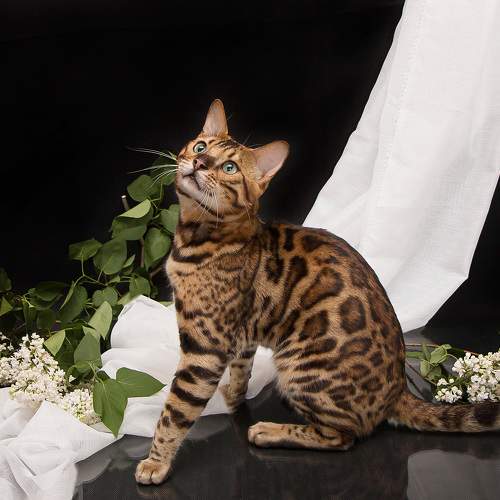 Photo #10733797