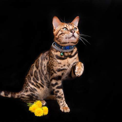 Photo #10733798