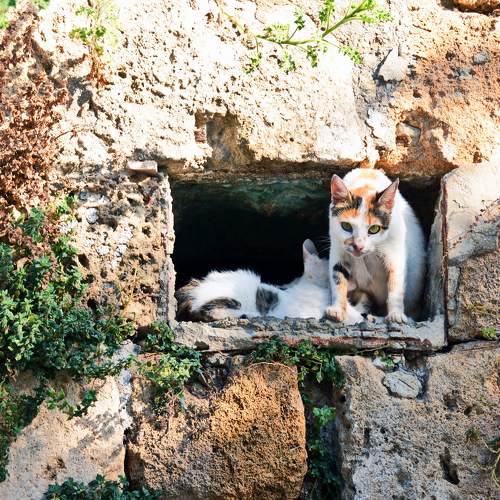 Photo #10734128