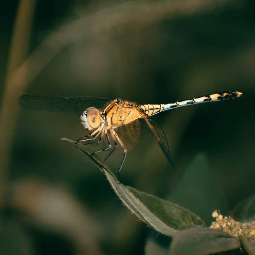 Photo #10735129
