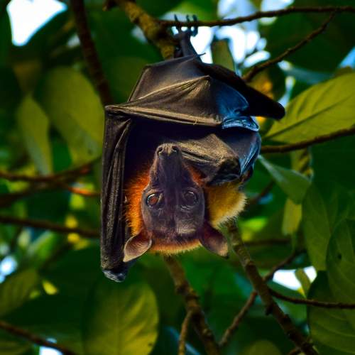 The flying fox