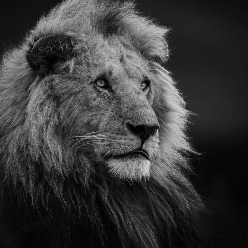 Regal Majesty: King of the Savannah