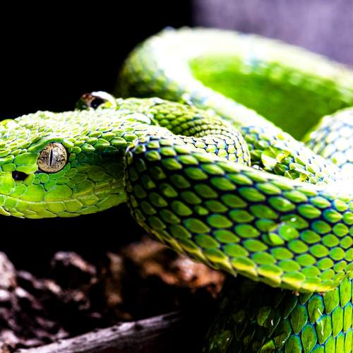 Photo #10736710