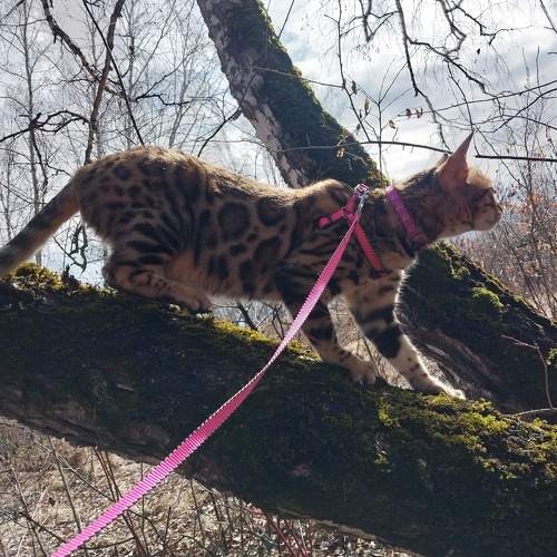 Photo #10736821