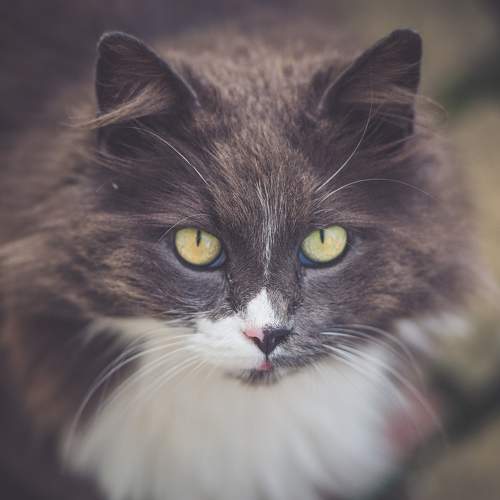 Photo #10737242