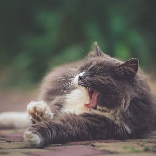 Photo #10737244