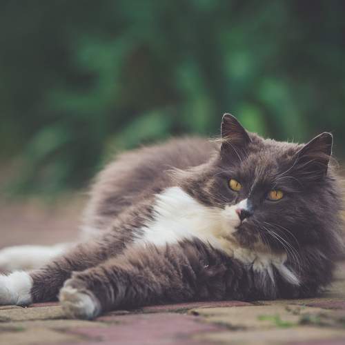 Photo #10737253
