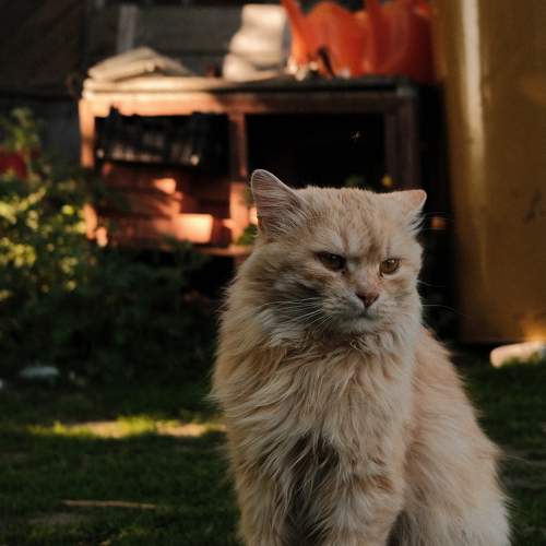 Photo #10738496