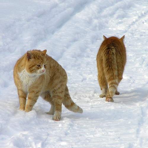Photo #10738741