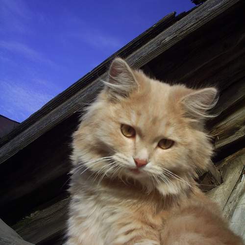 Photo #10739229