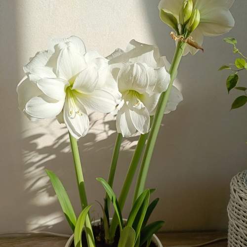 Photo #10739860