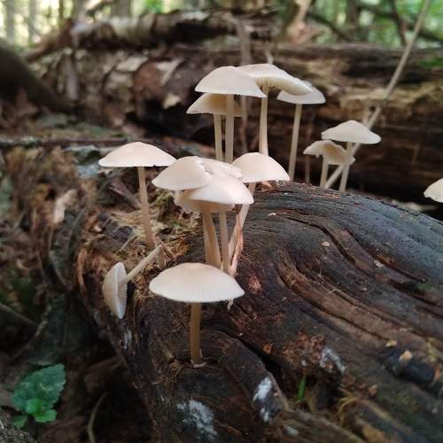 Photo #10739963