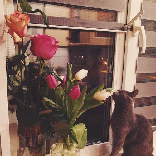 Photo #10740168