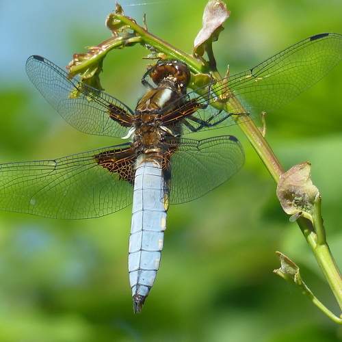 Photo #10740276