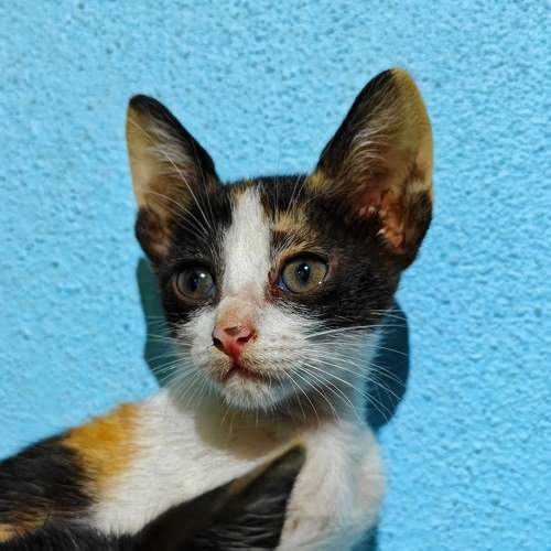 Photo #10740909