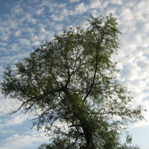 Photo #10740970