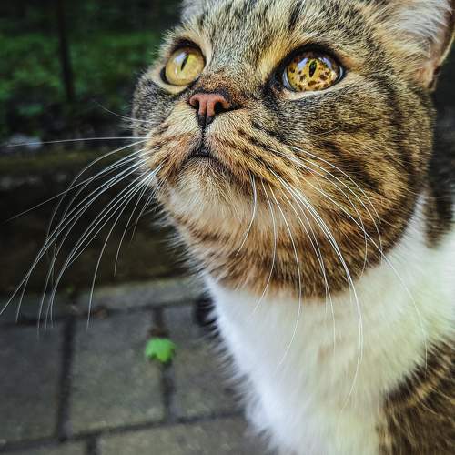 Photo #10741116
