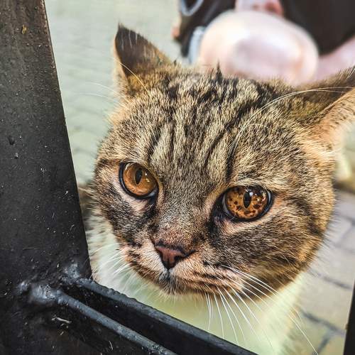 Photo #10741133