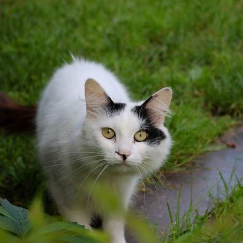 Photo #10741315