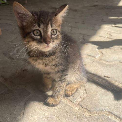 Photo #10741464