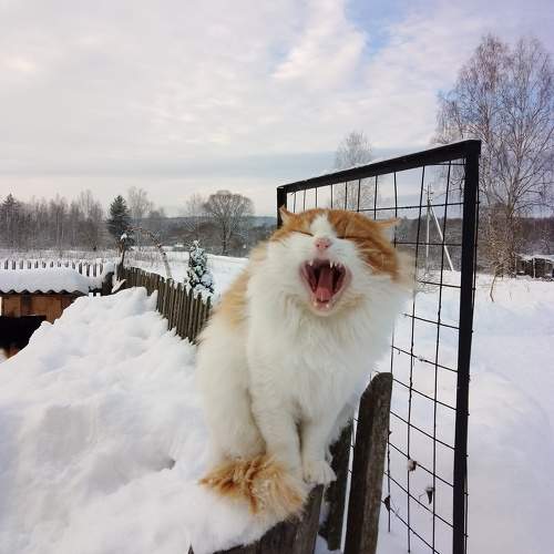 Photo #10741526