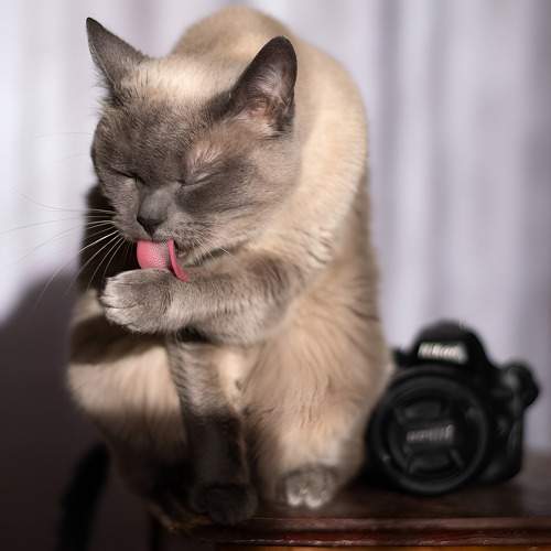Photo #10741537