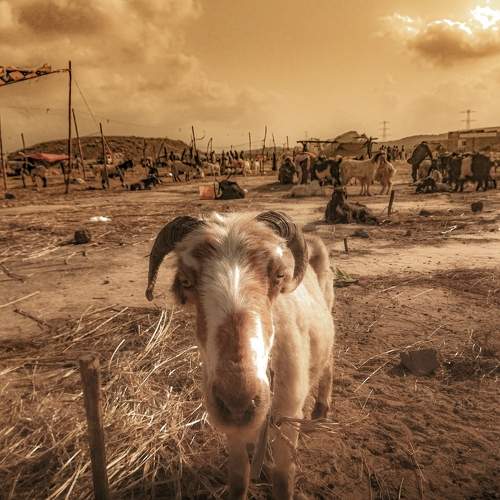 Photo #10741781