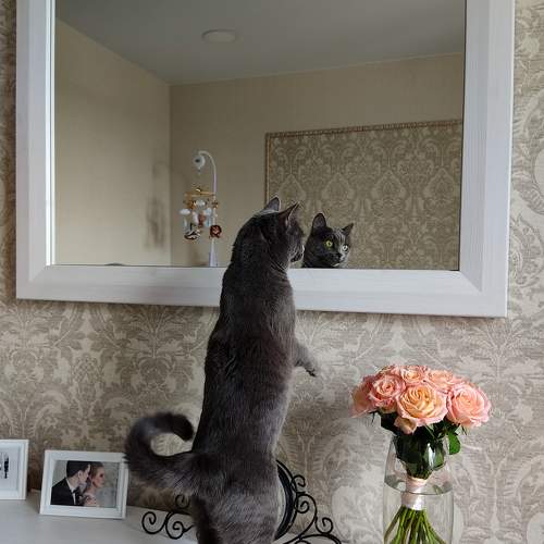 Photo #10742333