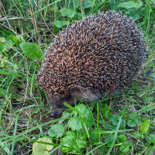 Photo #10742478