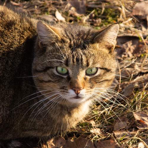 Photo #10742732