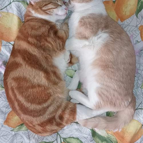 Photo #10743812