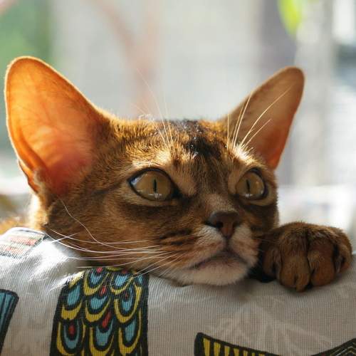Photo #10744867