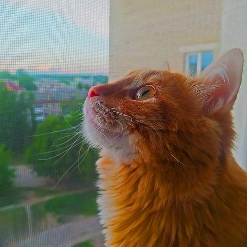 Photo #10745432