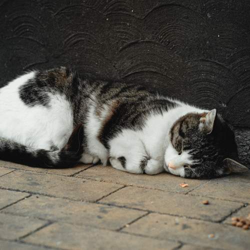 Photo #10745464