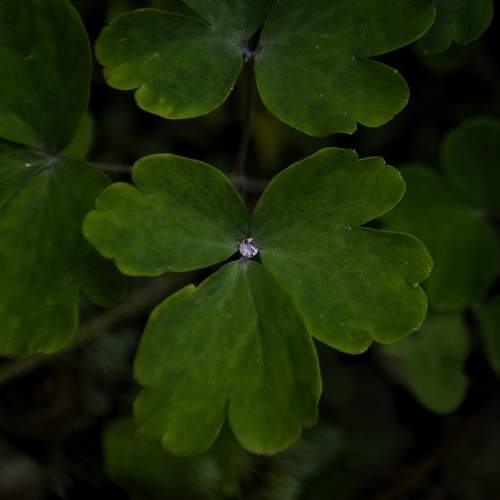 Punto luce