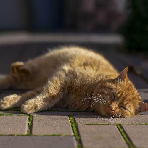Photo #10746441
