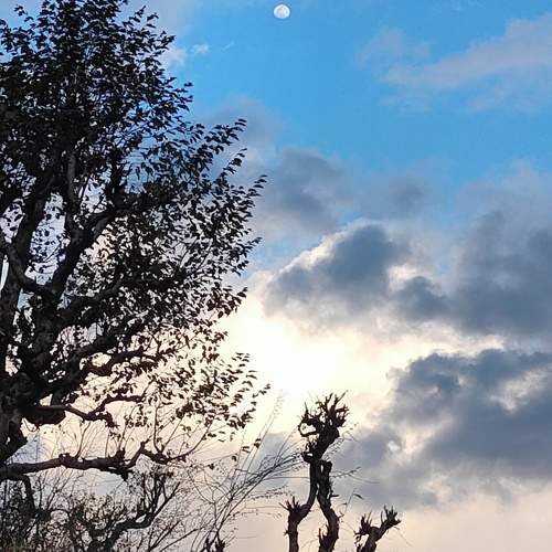 The vivid Tree