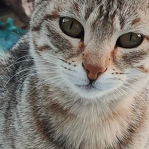 Cat - capturing moment