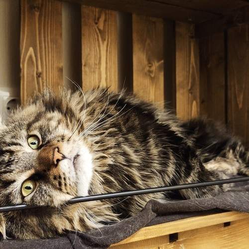 Photo #10747072